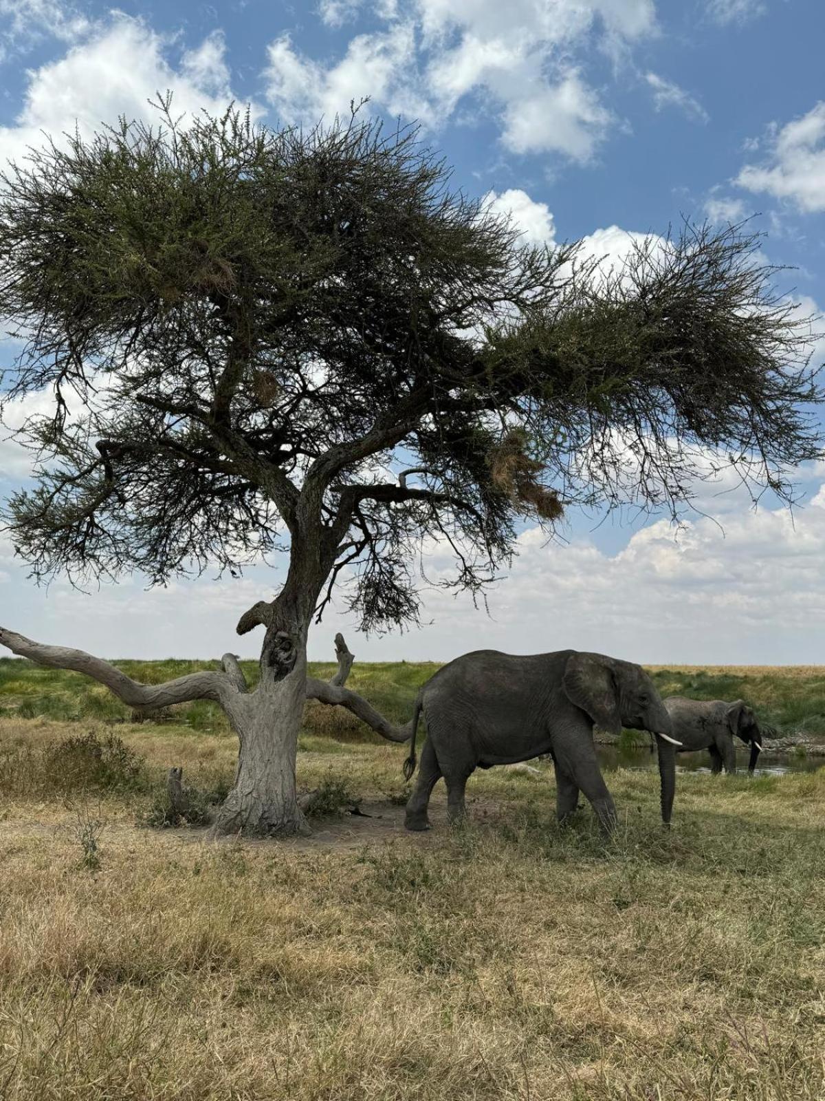 Maasai Eco Boma & Lodge - Experience Maasai Culture Makuyuni Luaran gambar