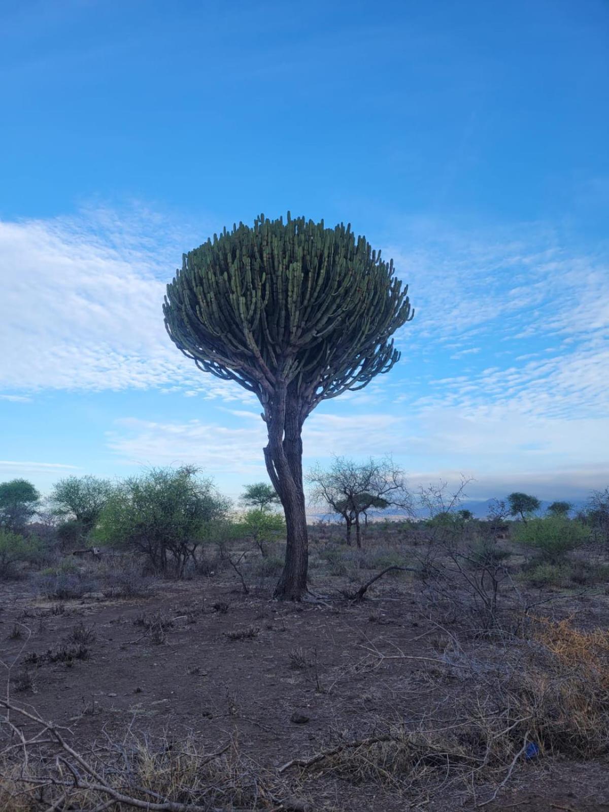 Maasai Eco Boma & Lodge - Experience Maasai Culture Makuyuni Luaran gambar